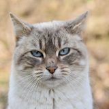 猫咪视频 何知夏的头像，一位在暖色灯光下整理内容的宠物社区运营顾问