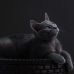 猫咪视频 作者陆则言在剪辑台前回看素材的工作照，屏幕蓝光映在侧脸上