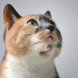 猫咪视频 宠物社区运营顾问何知夏的工作头像，桌面上放着一台笔记本电脑和一只趴着的猫