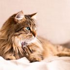 猫咪视频 林小满在书桌前抱着橘猫看向镜头的日常头像画面