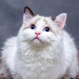 林小满站在窗边低头看手机，身旁一只橘猫抬头望向窗外，午后光线柔和