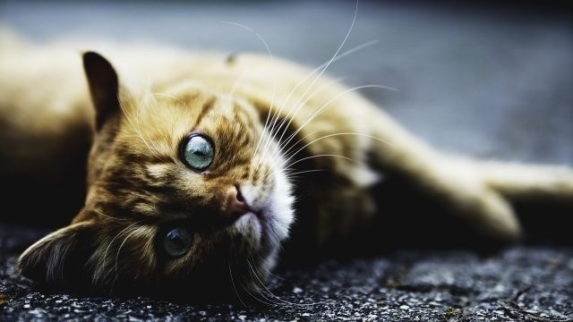 猫咪社区功能分区示意，多个模块在深色界面上排列