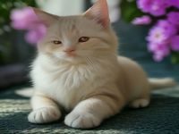 猫咪趁主人睡着偷吃桌上的鱼干被摄像头拍下全程，搞笑猫咪日常视频