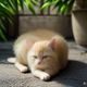用户三猫家庭头像，猫咪视频投稿用户评论