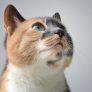 用户头像，一只布偶猫趴在沙发扶手上