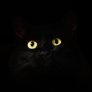 用户头像，一只黑猫在暗色背景下只露出眼睛