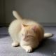 用户猫咪视频收藏控头像，猫咪视频下载用户评论