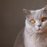 猫咪视频 短视频平台测评编辑陆则言的头像，深色背景中的正面半身剪影