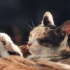 网友三花她妈的头像，一只三花猫侧脸特写的插画