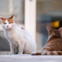 猫咪视频 苏晚晴坐在靠窗书桌前记录猫行为笔记，桌角趴着一只打盹的三花猫，午后光线斜照在纸页上