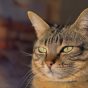 猫咪视频 苏晚晴的圆形头像，暖光下侧脸望向窗外的猫