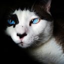 猫咪视频 苏晚晴的编辑头像，浅紫色背景下一只猫的剪影插画