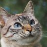 读者「三点半的猫」的头像，一只白猫趴在窗台上望向窗外