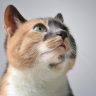 读者「晚班剪辑室」的头像，显示器上开着猫咪视频的剪辑时间线
