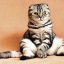 读者「窗台上的橘」的头像，逆光下的猫耳剪影