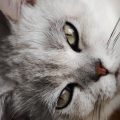 猫咪视频 读者头像，一只趴在窗边的橘猫剪影