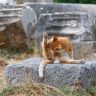 读者头像，一只黑猫从书架上方探头向下张望