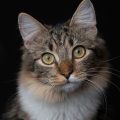 读者头像，书桌上一只狸花猫探出脑袋