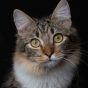 猫咪视频 读者头像，浅色背景中一只橘猫趴在窗台上眯眼打盹