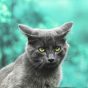 猫咪视频 读者头像：一只趴在窗台上的橘猫侧脸特写，背景是虚化的室内灯光