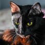 读者头像：一只黑猫在暗色背景中回头的瞬间，眼睛反光明显