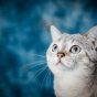 读者头像：两只小猫挤在同一个纸箱里的俯拍画面，纸箱边缘有些磨损