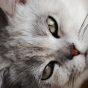 读者头像：午后阳光里趴在书本旁打盹的虎斑猫