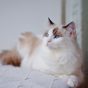 读者头像：沙发扶手上蜷成一团的白色长毛猫