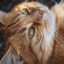 读者橘座不加班头像，一只橘猫趴在键盘上